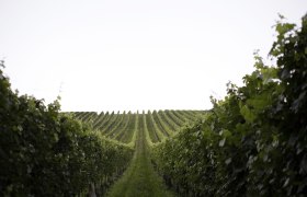 Rows of vines in a vineyard under a clear sky.