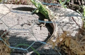 A green lizard sunbathes on a piece of wood behind a wire fence.
