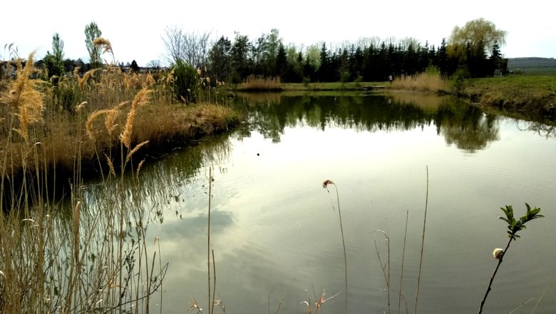 A small pond with reeds and trees in the background.