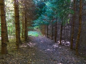 Waldweg nach Gerersdorf, &copy; Unknown