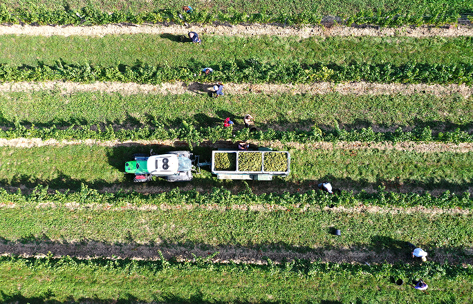 Winemaker for 1 day, © Pferschy-Seper