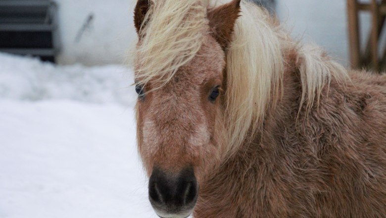 vacation-at-almbauer, &copy; Almbauer-Familie Wagner