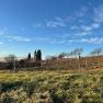 Vineyard with church in the background under a blue sky.