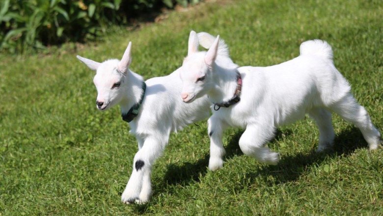 kerndlerhof_goats_black_koenigat, &copy; Kerndlerhof
