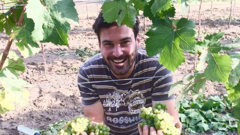Man harvesting grapes in his hands in front of a full container.