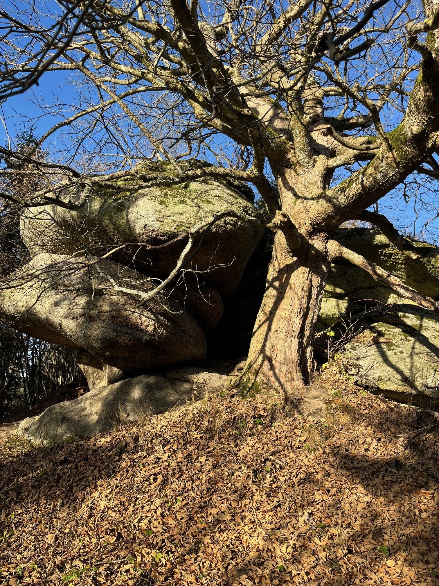 A large tree with branching branches stands next to massive boulders on a leaf-covered ground under a clear blue sky.