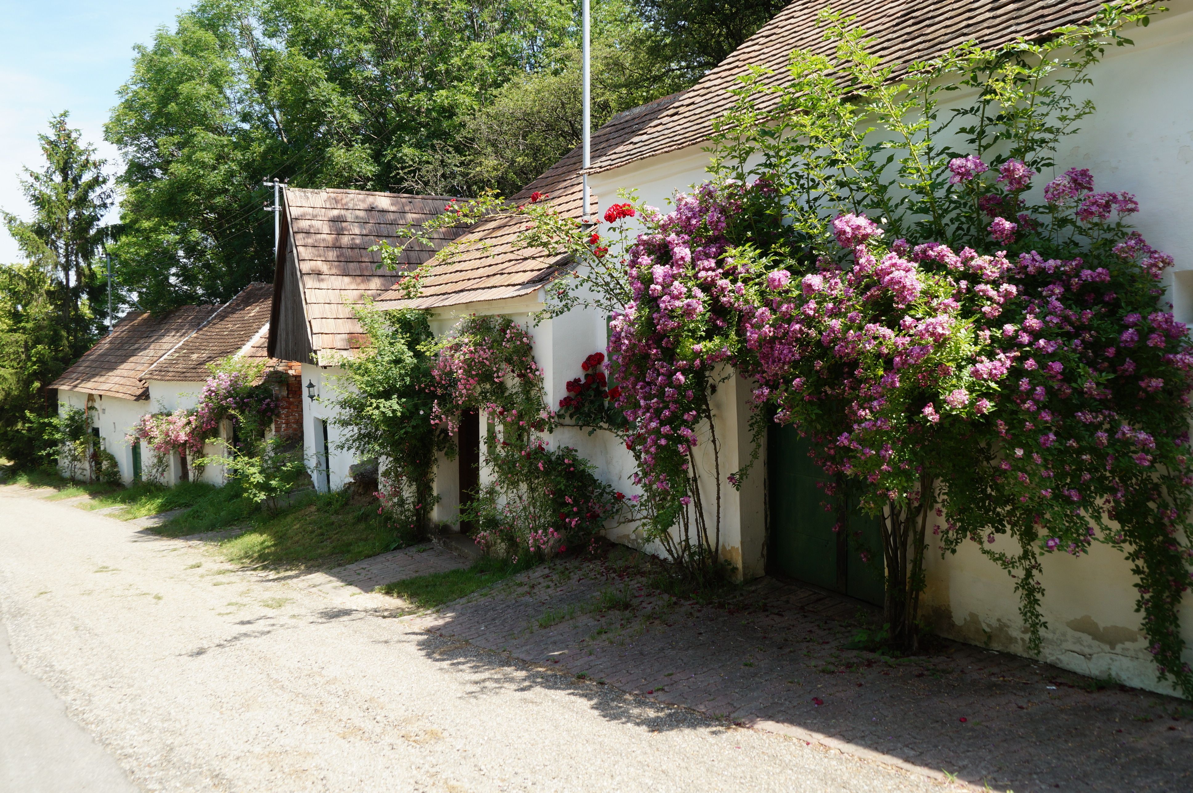 Rows of small white houses with blooming roses on the facades.
