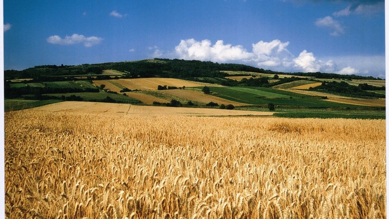 Wheat field in front of a hill with fields and blue sky.