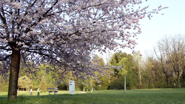 Blossoming cherry tree in Neunkirchen city park with walkers in the background.