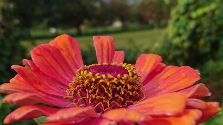Close-up of an orange-red flower in front of a blurred mountain panorama with snow.