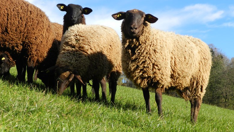 Autumn and the sheep grazing out in the meadow, © Einkehrhof Poggau