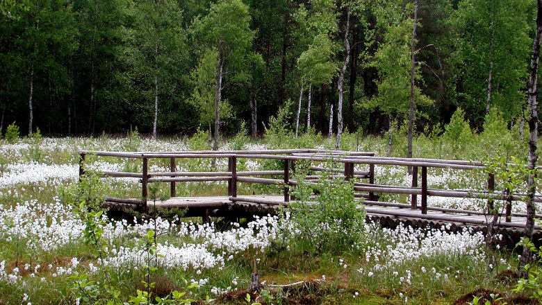 Wooden footbridge in the Heidenreichstein moor, surrounded by green trees and white flowers.