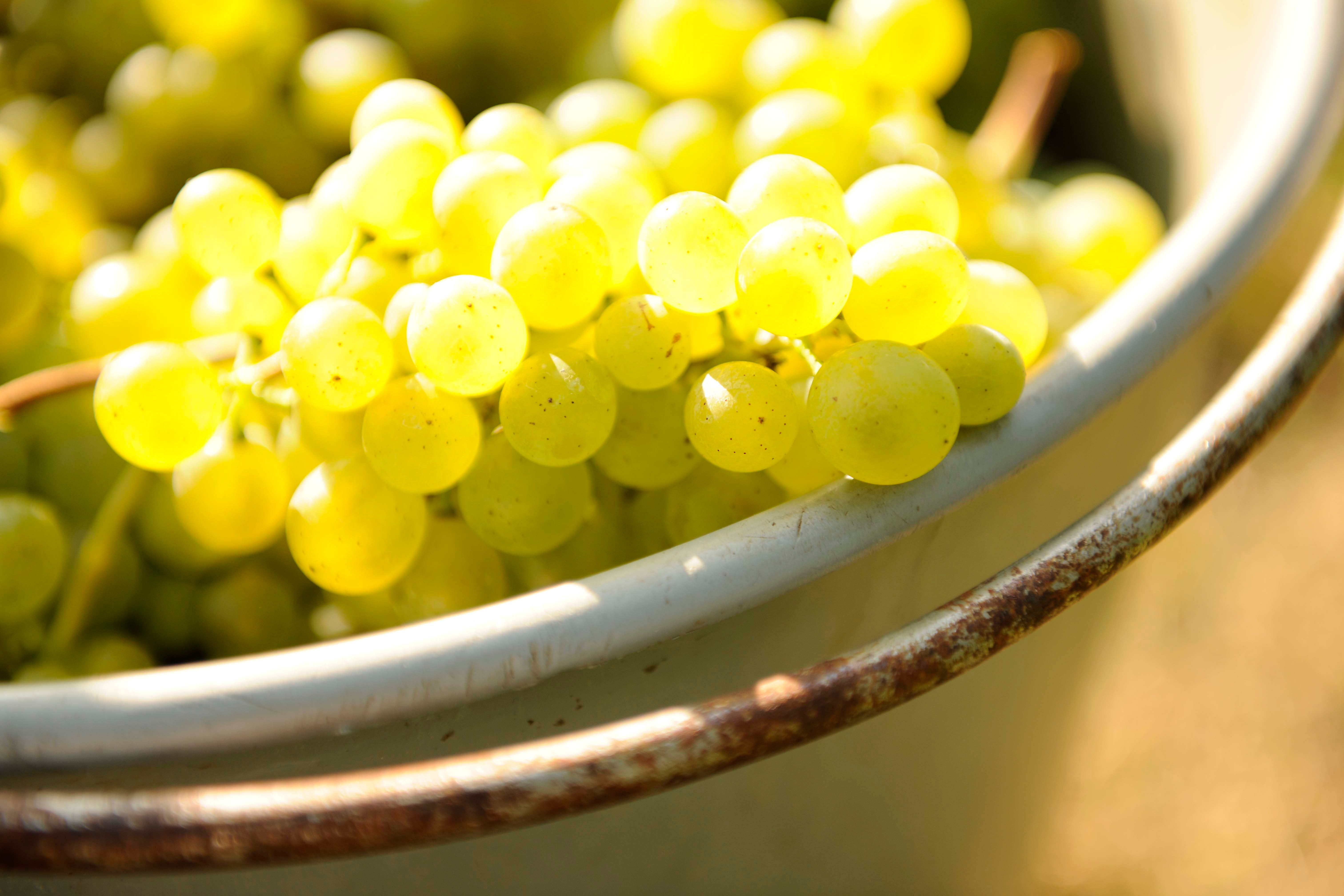 Grapes in the skin