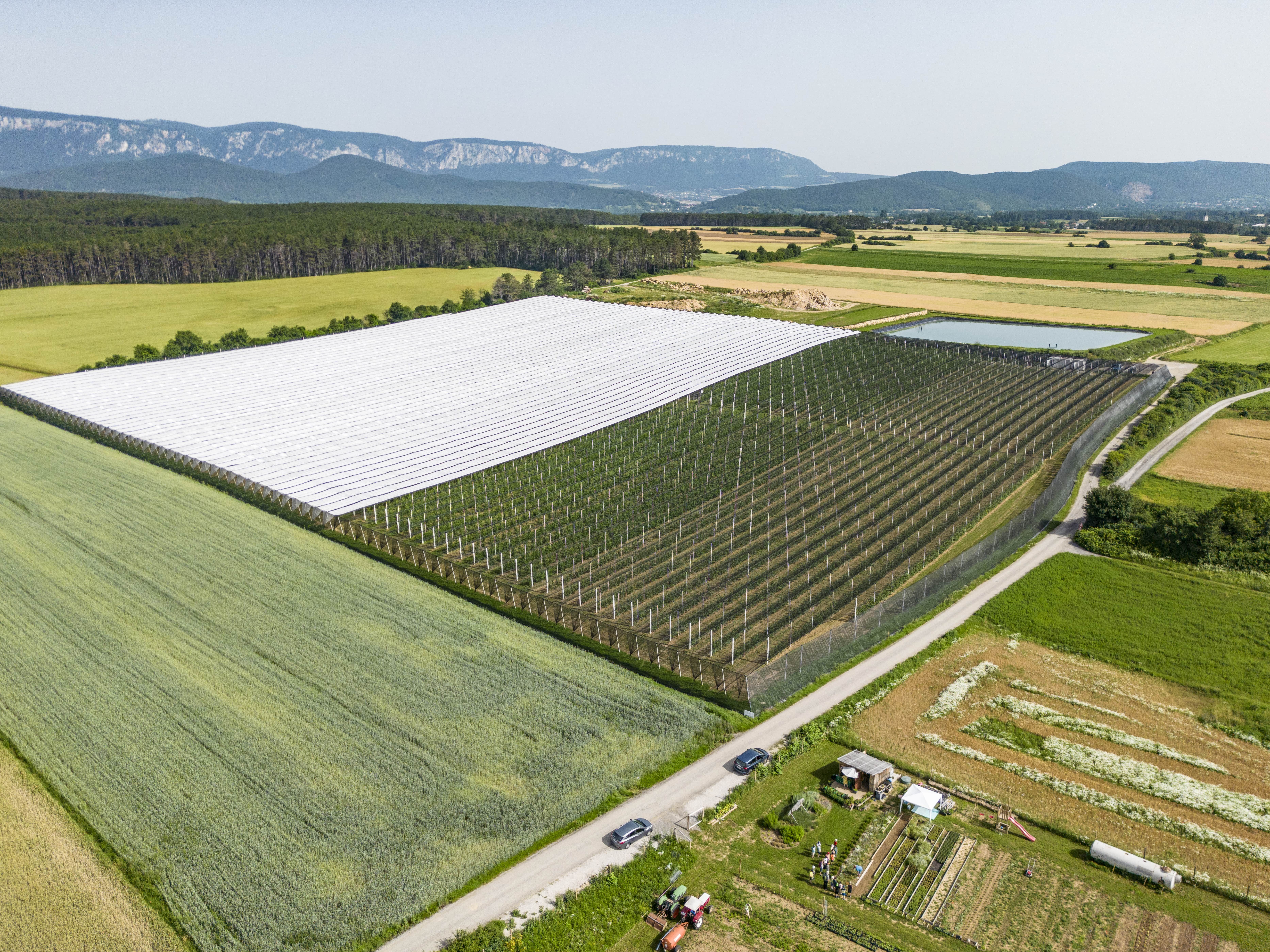 Aerial view of orchards with protective nets and surrounding fields.