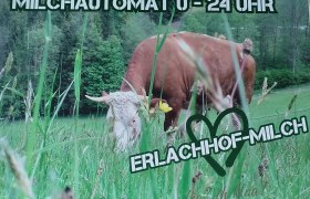 A cow in a meadow with text about the Erlachhof