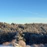 Snow-covered forest under a clear blue sky.