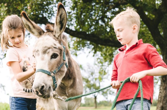 Go hiking with donkeys in the Wachau!, © Niederösterreich Werbung/ Stefan Fuertbauer 