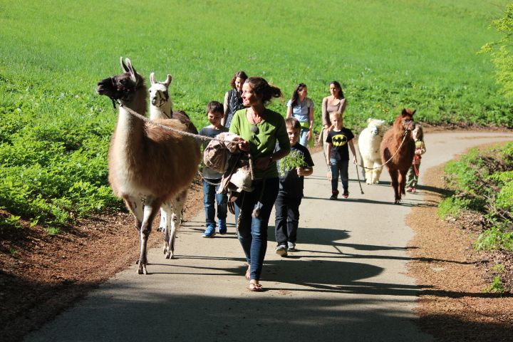 Group of people leading llamas on a path through a green landscape.