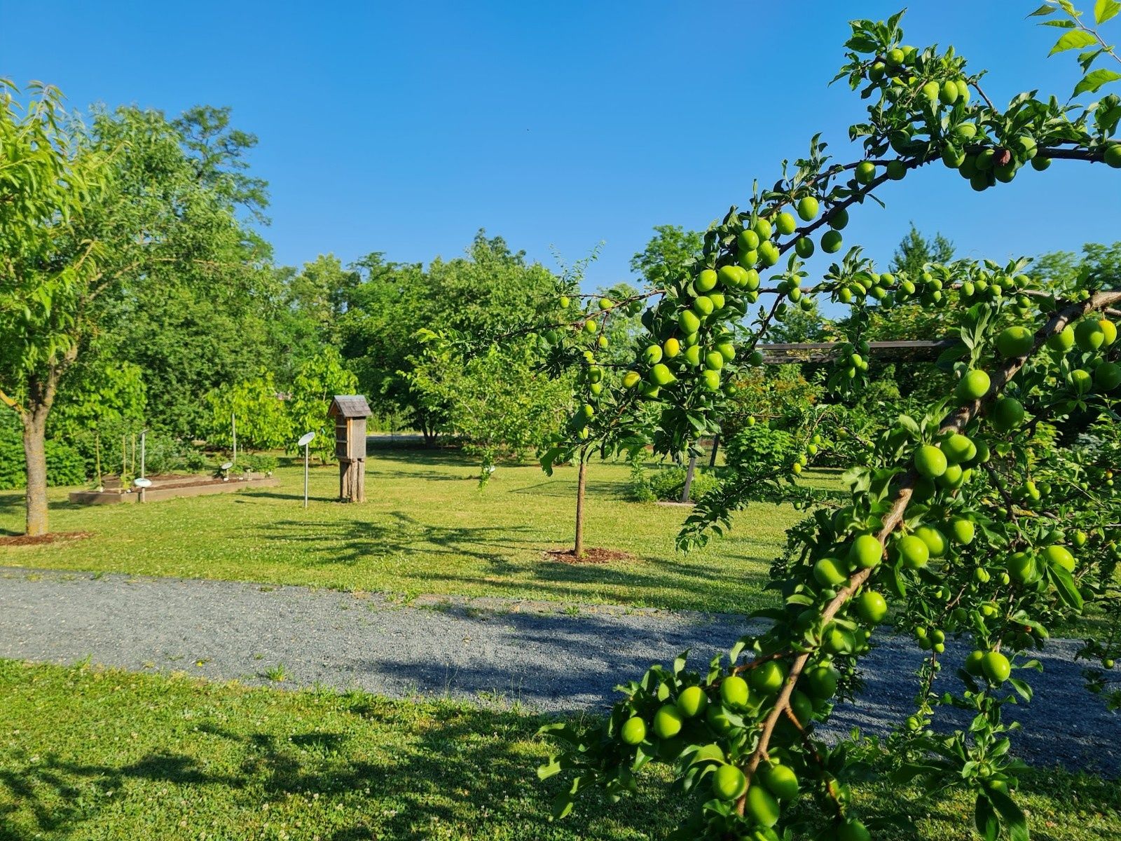 Fruit trees in the Alchemists' Park in Kirchberg