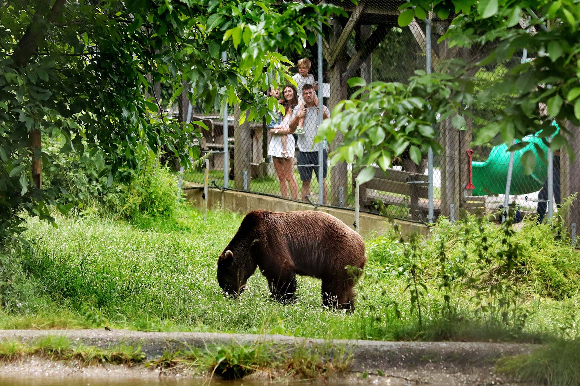 A bear grazes in an enclosure while a family watches it through a fence.