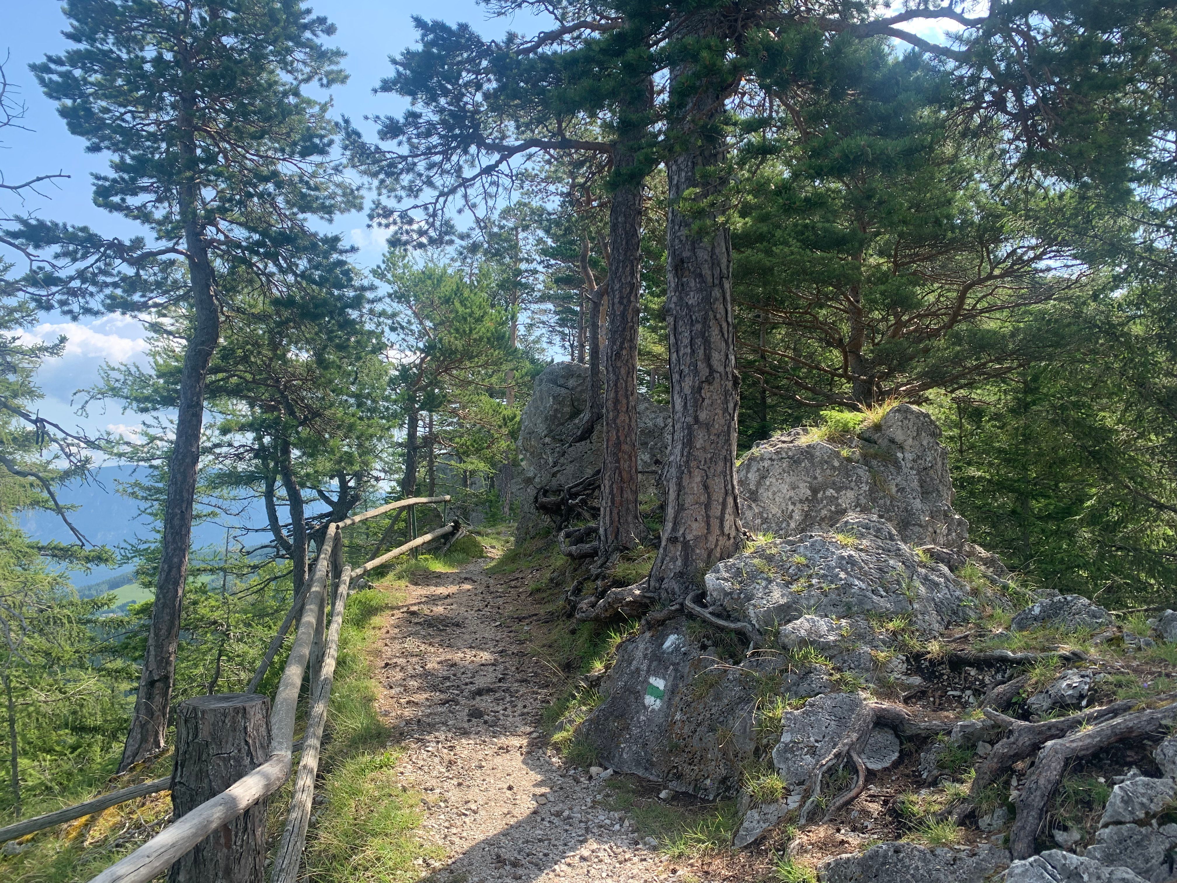 Forest path with wooden railings and rocks, surrounded by trees.
