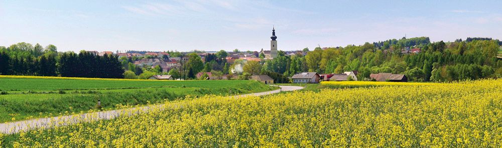 Landscape with yellow rape field, village in the background and church tower.