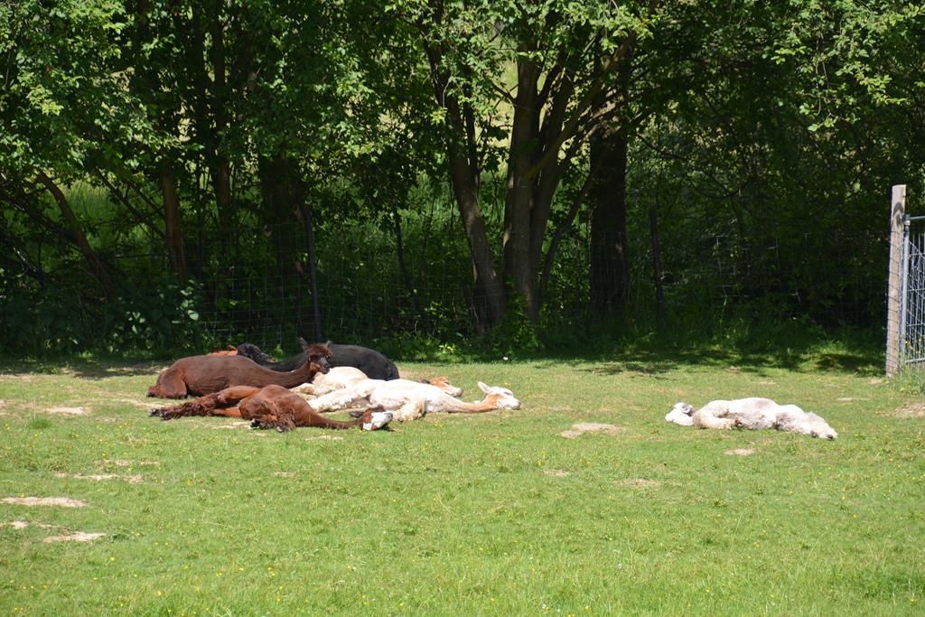 A nap in the summer heat