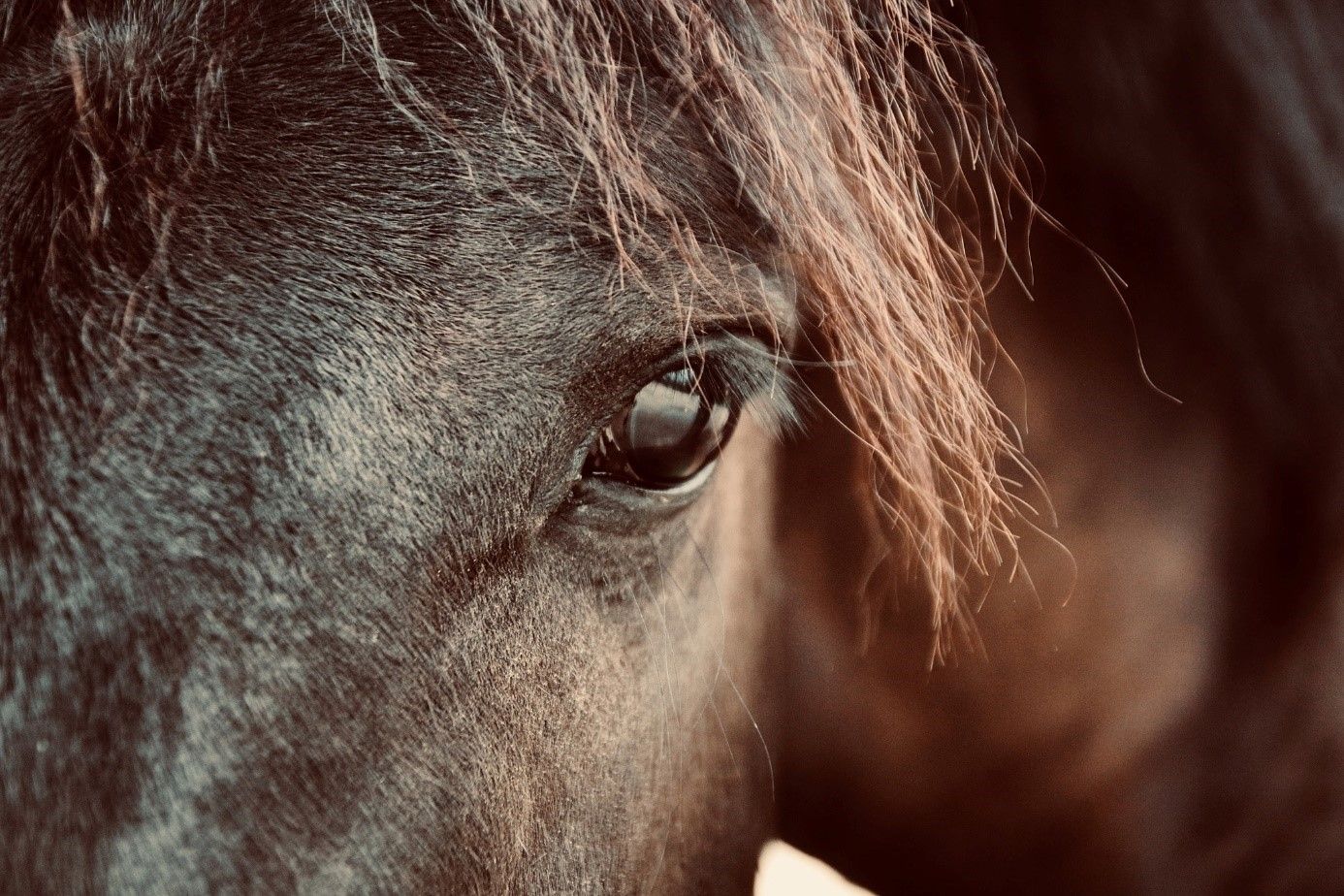 Close-up of a horse's eye with brown fur and mane.