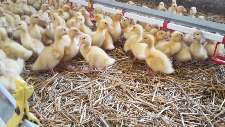 Ducklings, &copy; Stoagrawihof, Fotograf Gisela Paulnsteiner