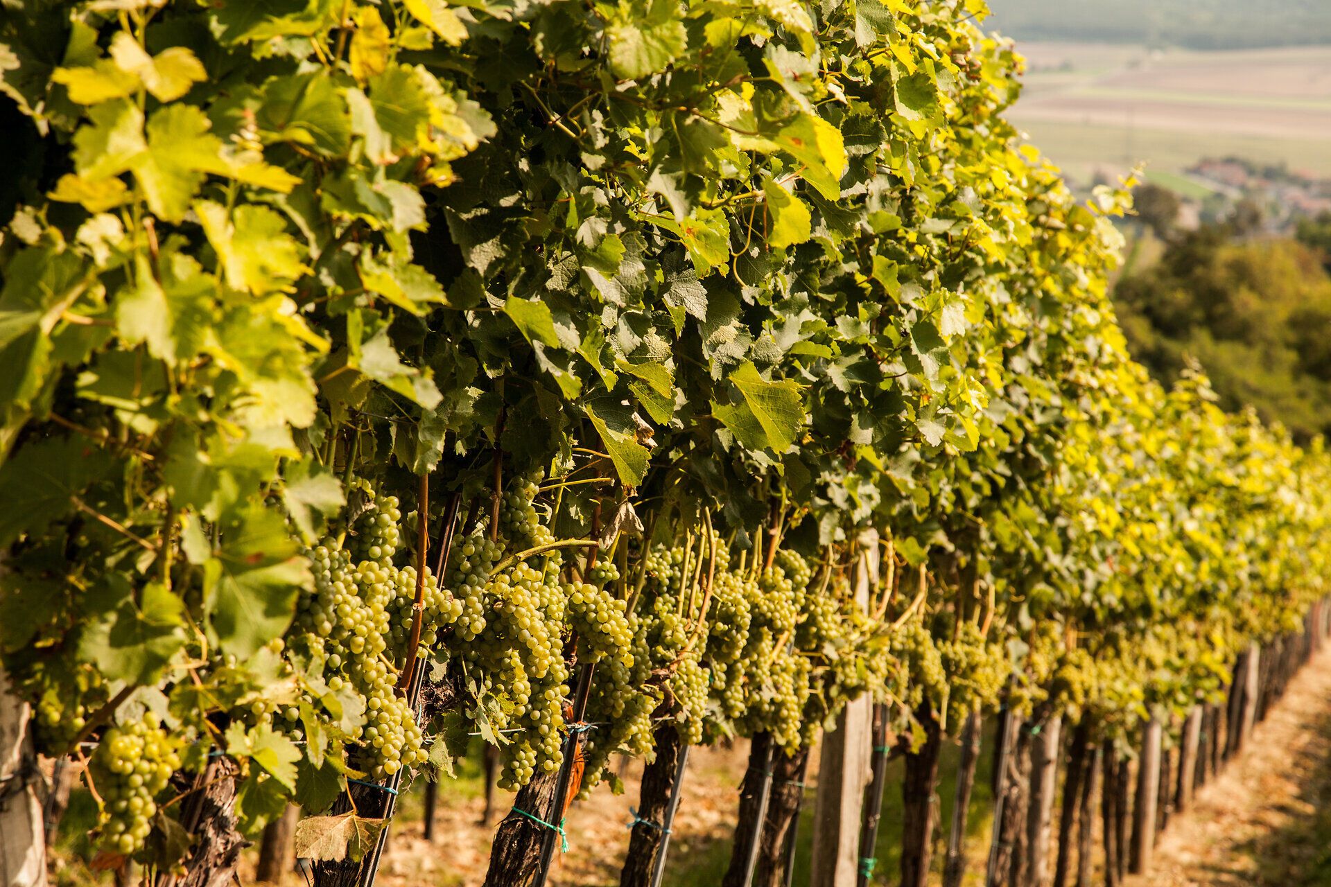 The rolling hills are covered with lush vines that glow in the warm fall sun. The grapes hang heavy on the vines and promise a rich yield for the upcoming harvest. A walk through this picturesque landscape invites you to enjoy the fresh air and the aromas of the wine.