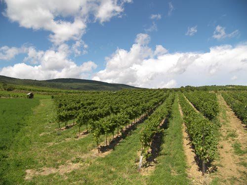 Vineyard with rows of vines under a blue sky.