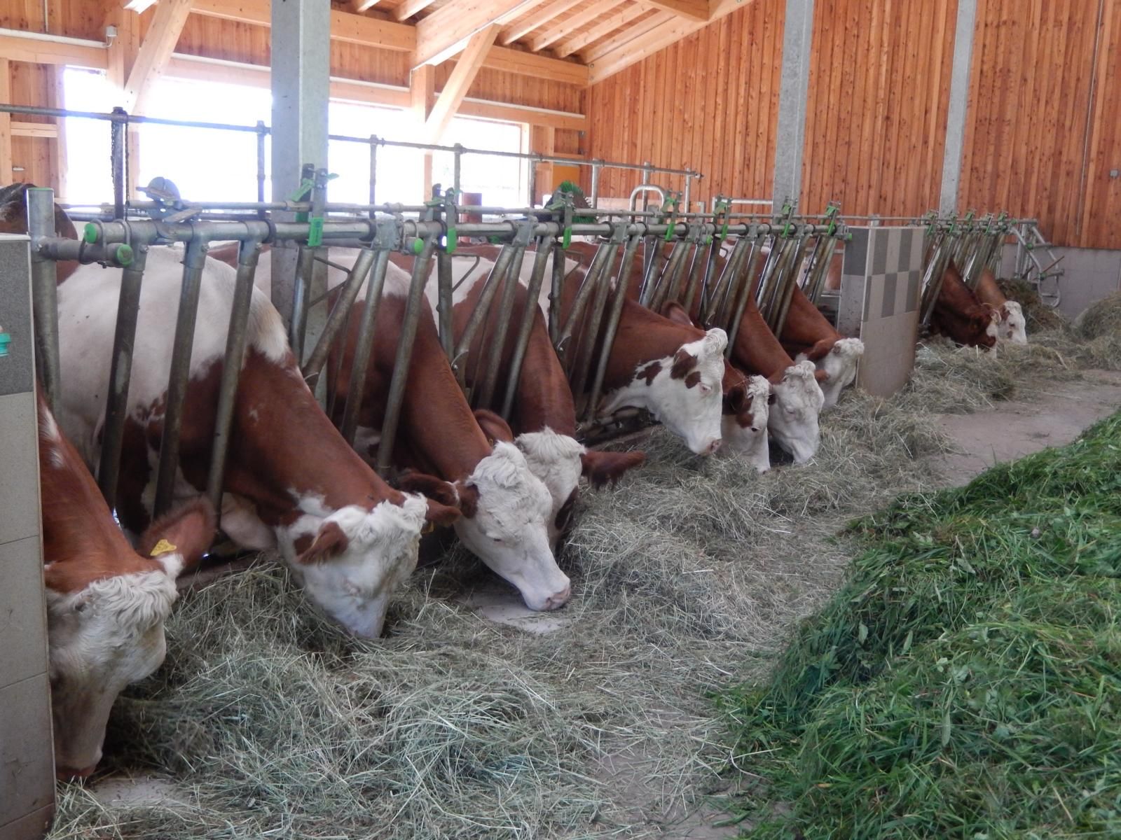 12 dairy cows live in the loose housing 