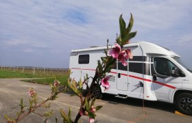 Motorhome on a pitch with a flowering branch in the foreground.