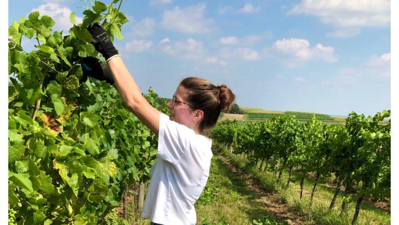 Woman working in the vineyard, cutting vines. Dog lying in the grass. Blue sky with clouds.