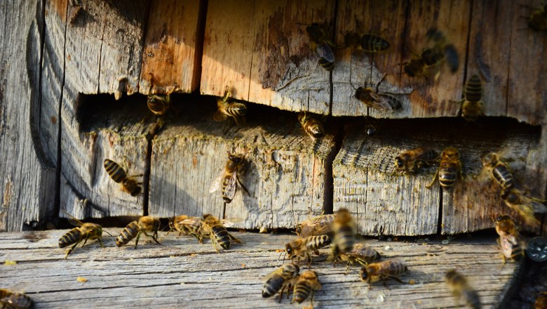 Bees on an old wooden board with cracks.