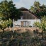 A house surrounded by vineyards with green foliage and a large tree next to it.