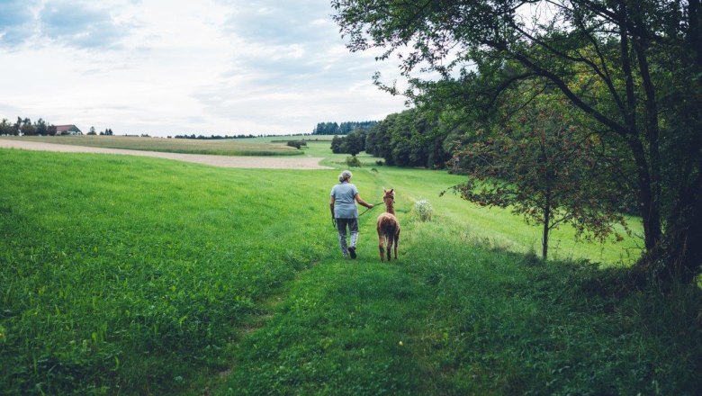 Seehof Alpacas, © Familie Kaufmann