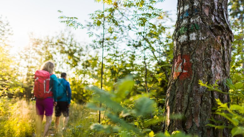 Two hikers on a forest path, tree with markings in the foreground.