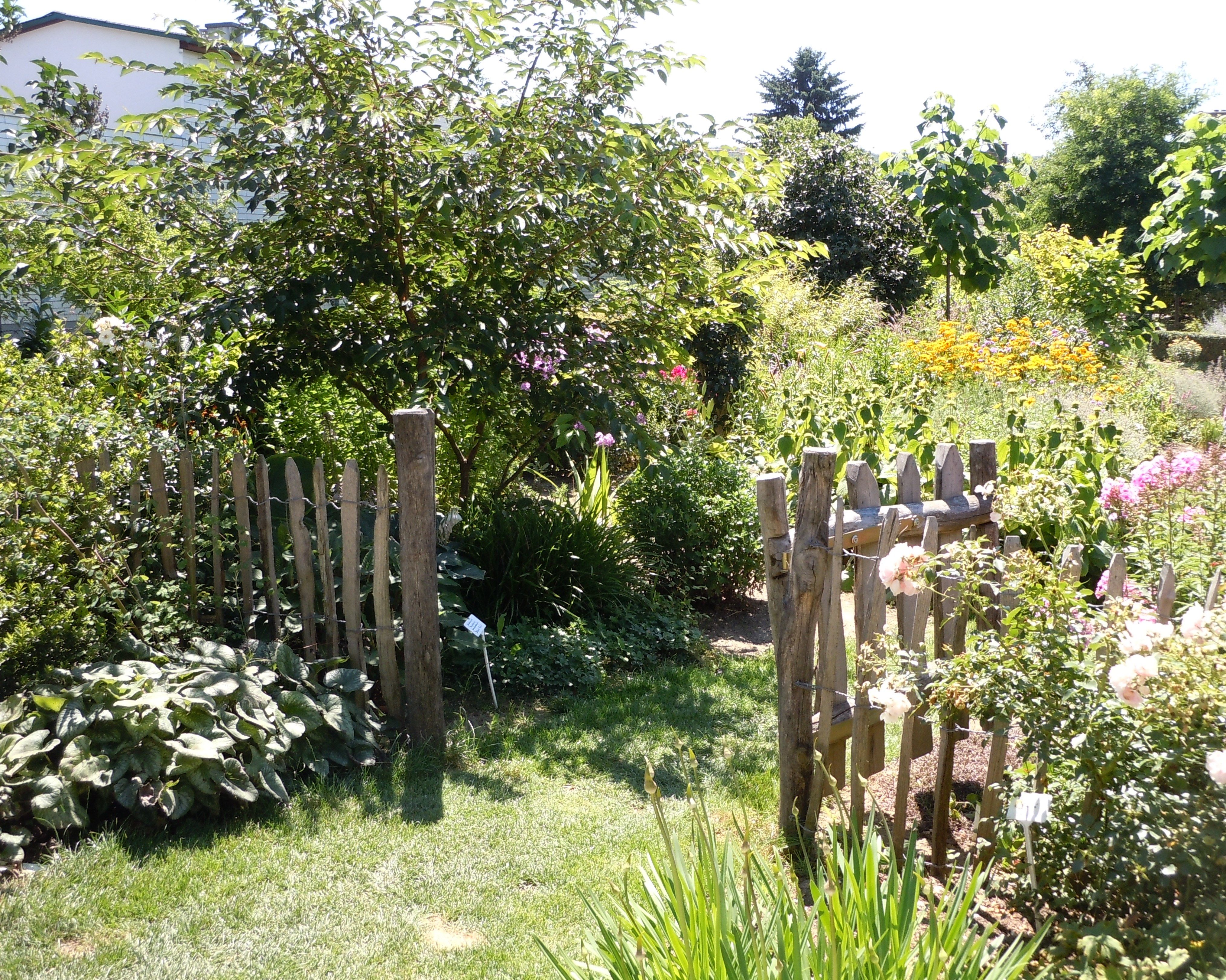 A flowering garden with a wooden fence and various plants.