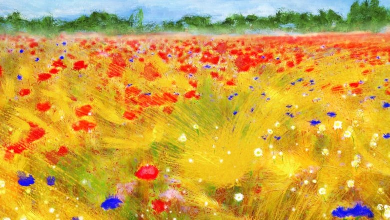 cornfield, &copy; Gerald Frey 2022