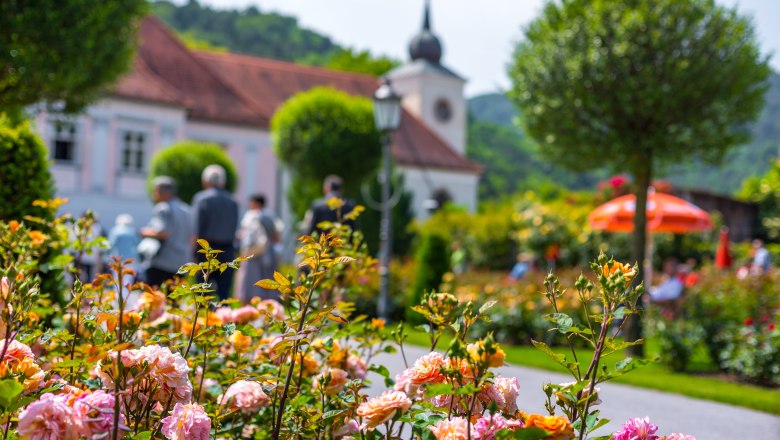 Rose garden with historic vicarage in the background
