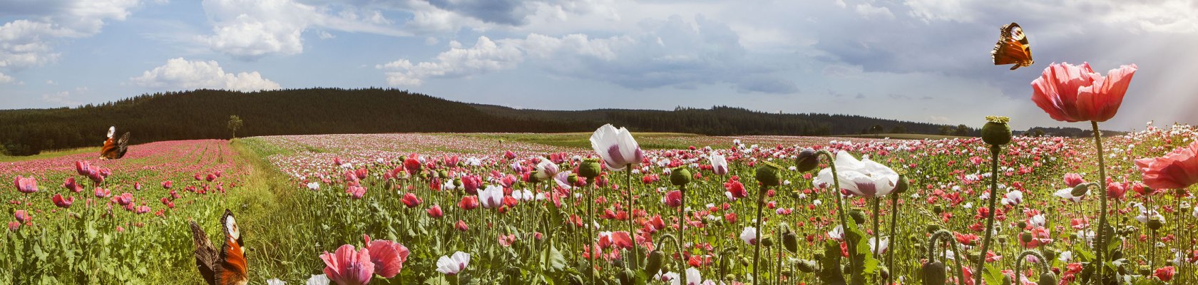 Poppy blossom at Armschlag in Waldviertel, © Niederösterreich-Werbung/ M. Liebert