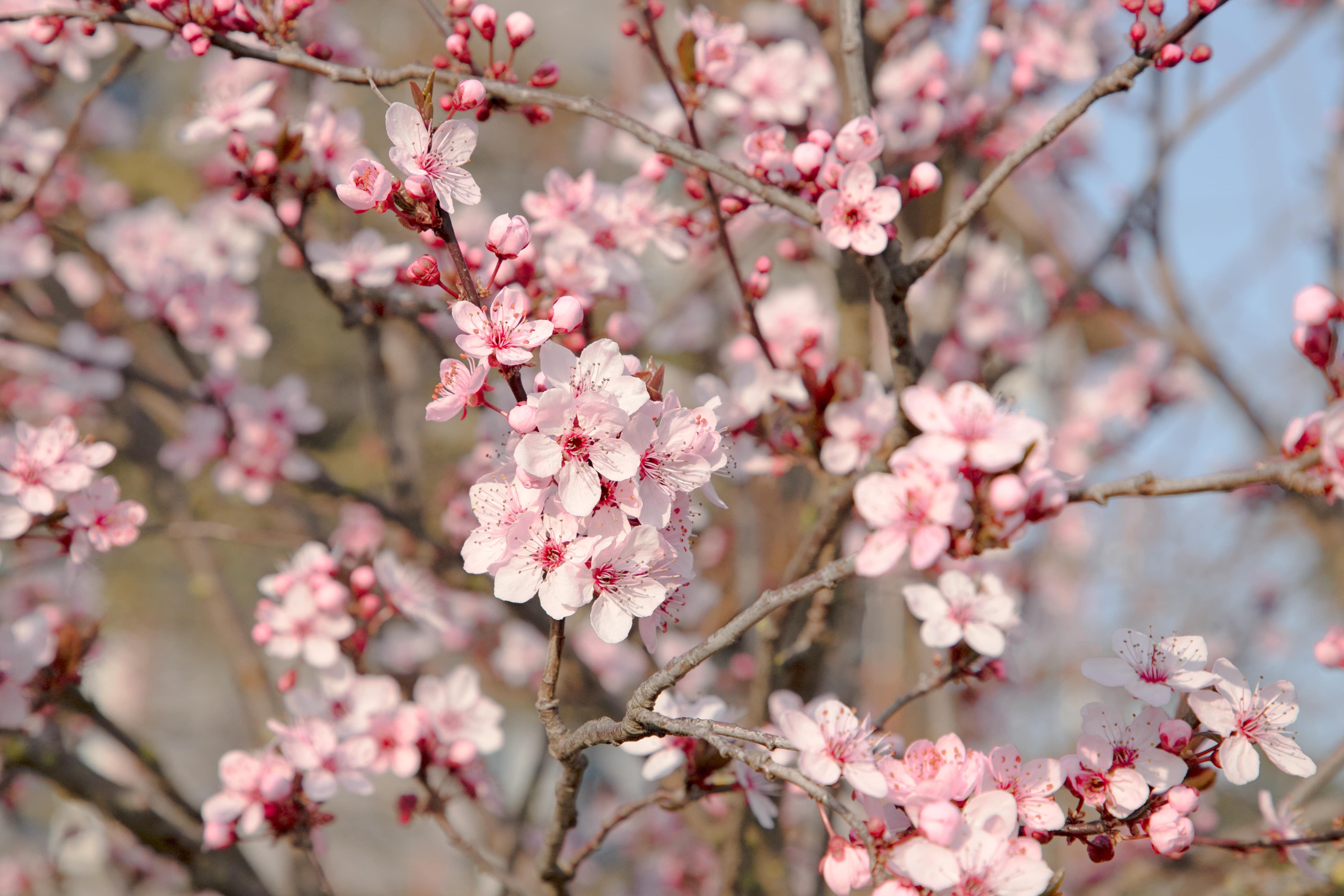 Close-up of blooming apricot blossoms on a tree.