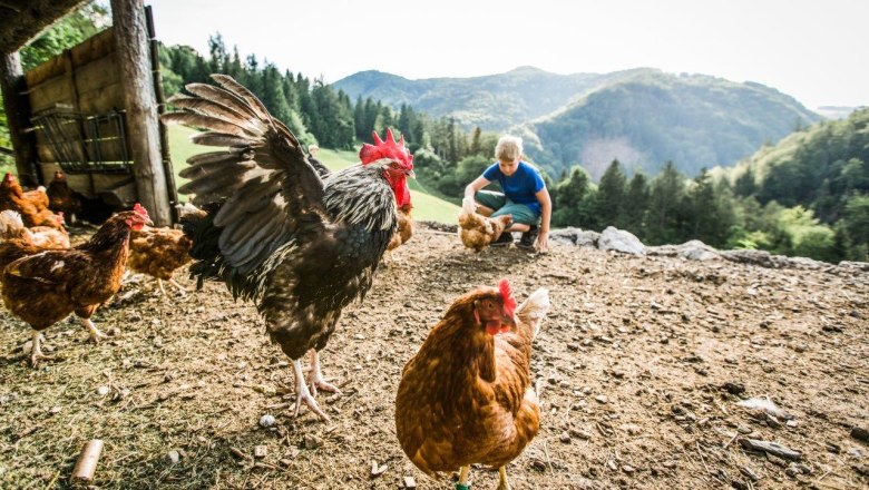 Vacation at the Zwergerlhof, © schwarz-koenig.at