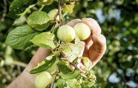 Waldviertel Damson plum, © BMLFUW/ R. Newman