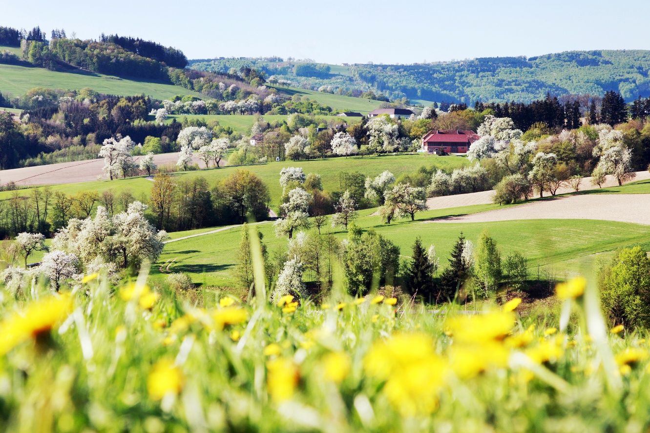 On the blossoming cider route