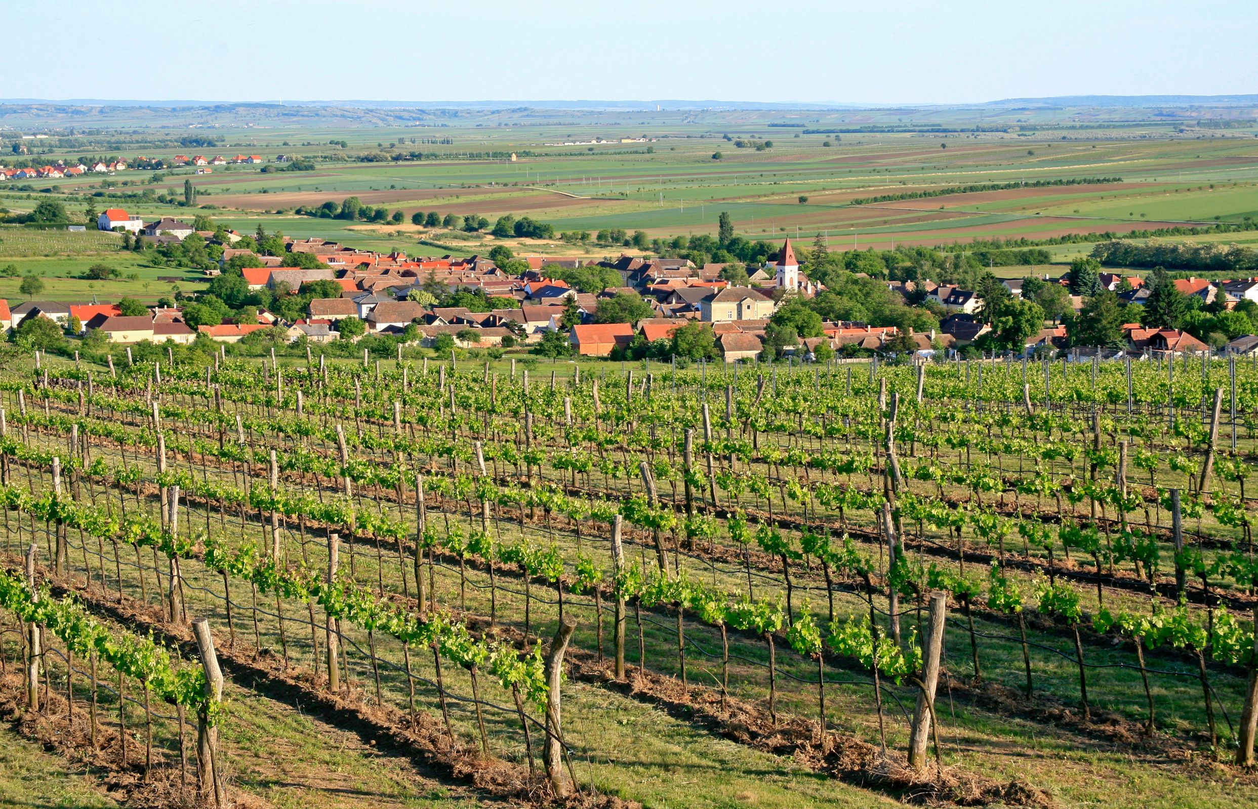 Vineyards with village in the background and sweeping views over the countryside.