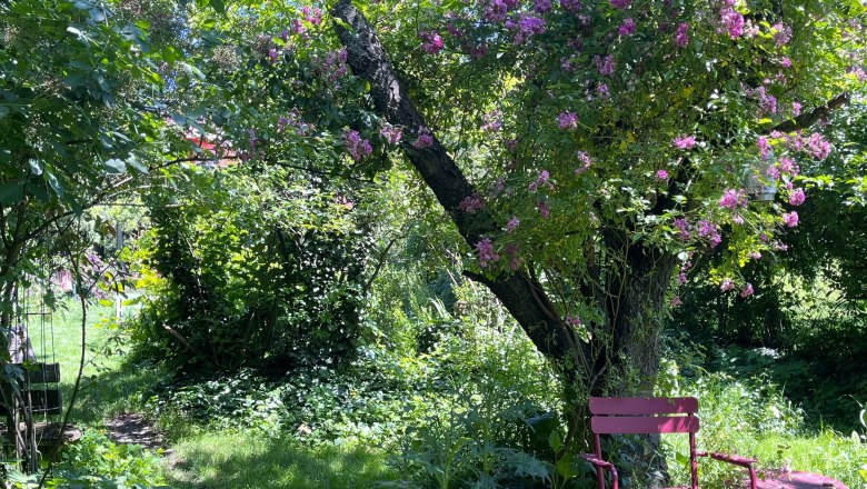 An idyllic garden with a pink chair and table under a tree with purple flowers.