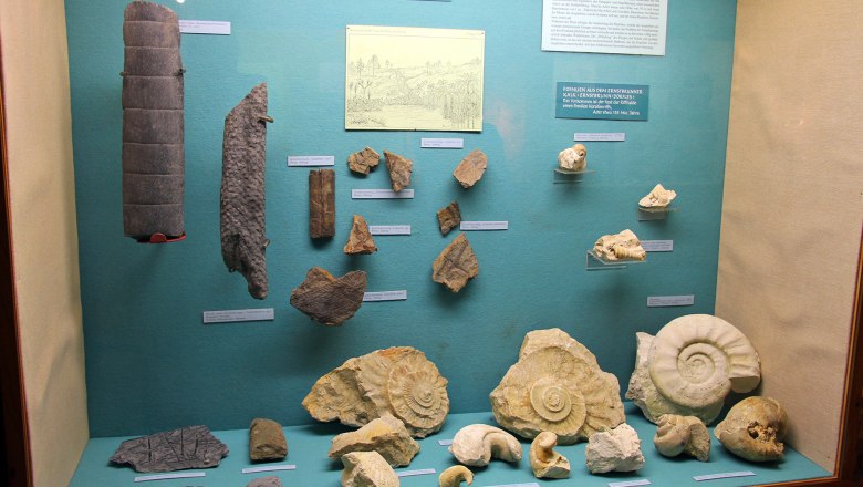 Exhibition of fossils and plant remains in the Stockerau District Museum.