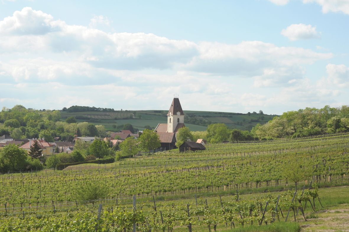 A vineyard with a church in the background, surrounded by green hills and a village.